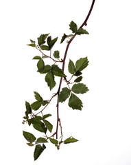 Blackberry branch