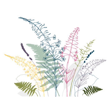 Vector floral background  with  fireweed flowers, fern leaves, lavender and grass. Hand drawn thin lines meadow wild plants in pink, gray, blue and green, isolated on white background.
