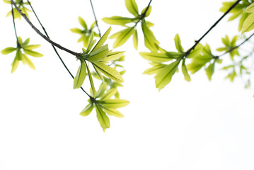 Isolated green leaves on a white background