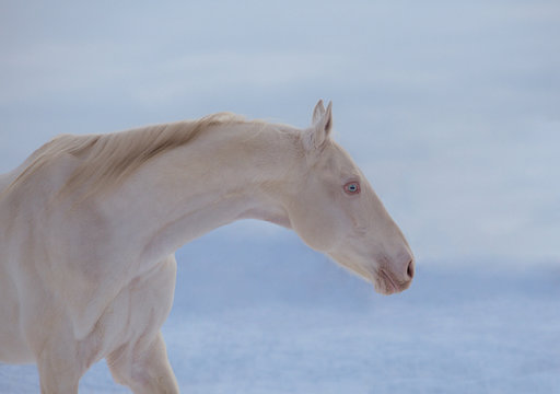 Portrait of the cremello horse with blue eyes