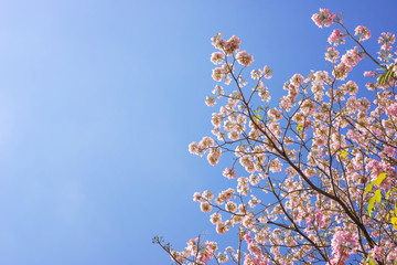 Pink trumpet flowers blooming