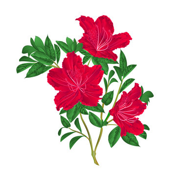 Red rhododendron twig mountain shrub vintage vector illustration