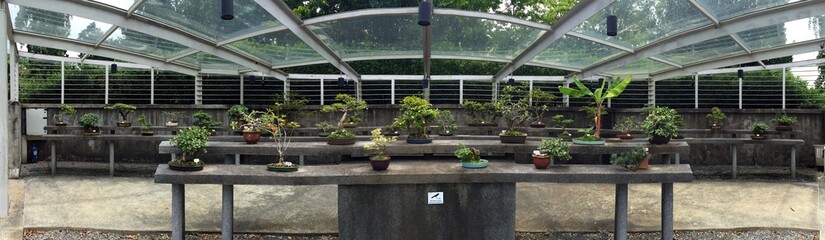 Bonsai plants garden