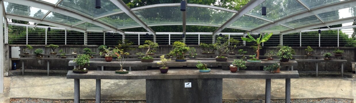 Bonsai Plants Garden