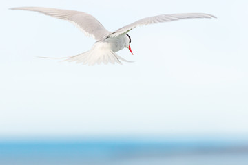 Arctic Tern flying