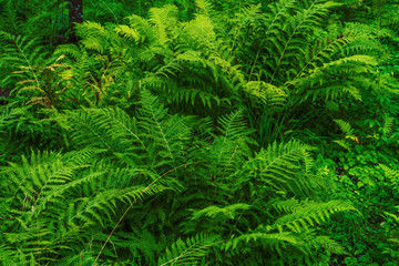Green ferns in the forest