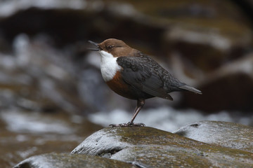 Dipper singing motion blur