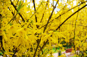 Naklejka na ściany i meble Soft focus image of blossoming forsythia bush in spring time, Yellow floral background