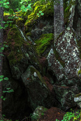 Picturesque black stones among green moss in the forest