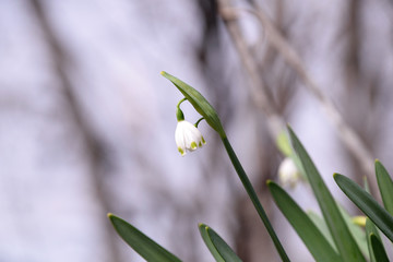 Summer snowflake - Leucojum aestivum. It is called “Omachiyukisou” or “Suzuran suisen” in Japan.
