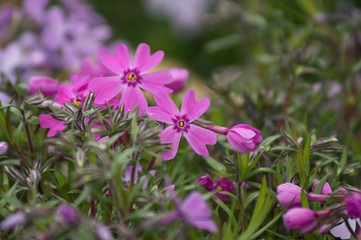 Purple Flower Delight