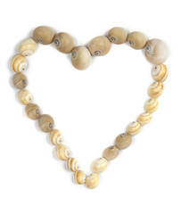 sea shell heart isolated