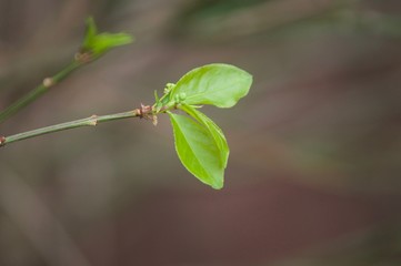 Spring Leaf