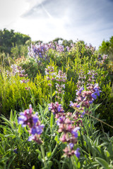 Lavende flowers on Hvar island