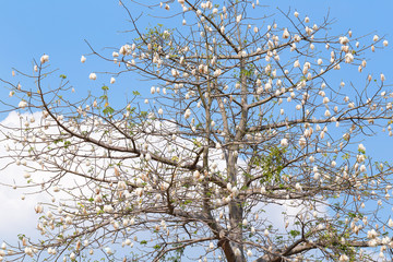 Kapok tree blue sky background