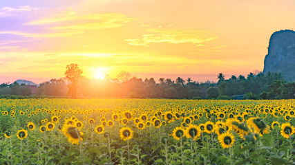 Summer landscape: beauty sunset over sunflowers field, soft and select focus