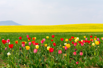 Tulpenfeld mit Rapsfeld im Sommer mit viel Farbe
