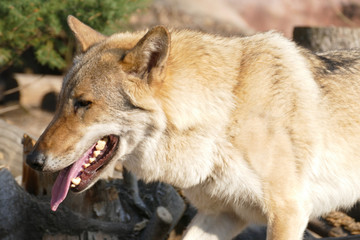 A wolf on a walk with an open mouth