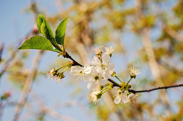 Flowers of the cherry blossoms