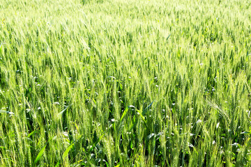 blur in iran cultivated farm grass and healty green  natural wheat