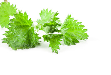 Stinging nettle isolated