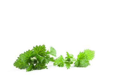 Stinging nettle isolated