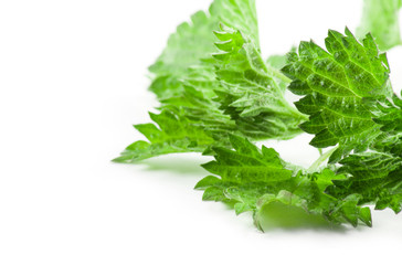 Stinging nettle isolated