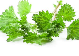 Stinging nettle isolated