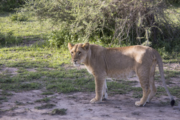 Naklejka na ściany i meble Profile of young male lion, Serengeti, Tanzania