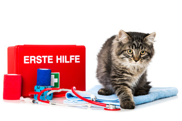 Erste Hilfe bei der Katze