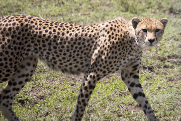 Portrait of Cheetah, Serengeti, Tanzania