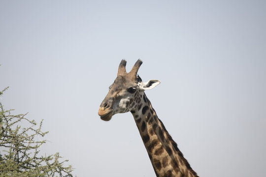 Portrait of giraffe in Serengeti, Tanzania