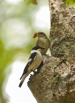 balia dal collare (Ficedula albicollis) coppia con imbeccata