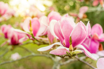 Blooming magnolia tree in warm evening light