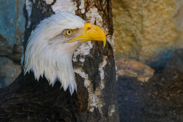 Eagle on the background of birch