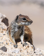 Barbary ground squirrel in Fuerteventura island.