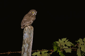 Civetta (Athene noctua) - ritratto su posatoio