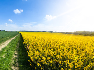 Field of rapeseed, aka canola or colza. Rural landscape with country road, green alley trees, blue sky and white clouds. Spring and green energy theme, Czech Republic, Europe.