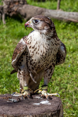 Fototapeta premium Falcon with a bloody beak after a meal