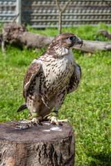 Falcon with a bloody beak after a meal