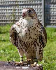 Falcon with a bloody beak after a meal