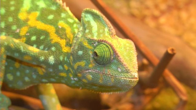 Chameleon rotates the eye.

Portrait of a chameleon. Muzzle and body part close-up.