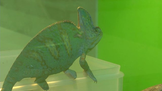 Chameleon on a green background. 2 Shots.
1. The chameleon is sitting on a plastic box.
2. Portrait of a chameleon. Muzzle close-up.
