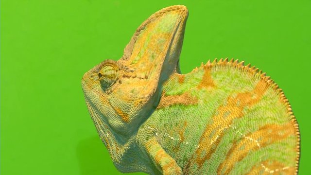 Chameleon on a green background. 3 Shots.

1. Portrait of a chameleon. Muzzle and body part close-up.