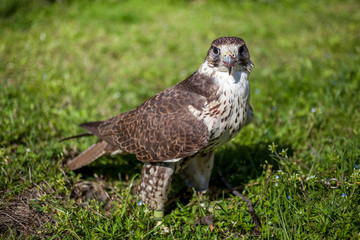 Falcon with a bloody beak after a meal