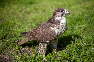 Falcon with a bloody beak after a meal