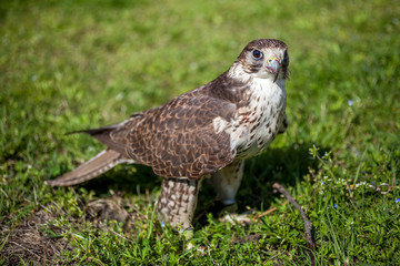 Falcon with a bloody beak after a meal