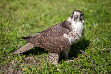 Falcon with a bloody beak after a meal