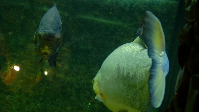 Colossoma macropomum. A pair of brown pacu floats in the aquarium.Two brown paku in the aquarium. One of them sails to the camera and unfolds in front of it.
