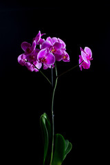 Naklejka na ściany i meble Orchidea